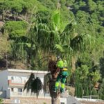IU alerta al Ayuntamiento de Mijas del peligro de podar palmeras en verano: impacto en su salud y en las aves locales